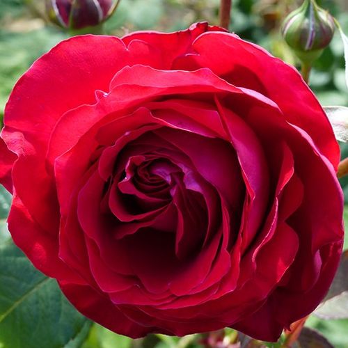 Rosa Katherine™ - roșu - roz - Trandafir copac cu trunchi înalt - cu flori în buchet - coroană tufiș